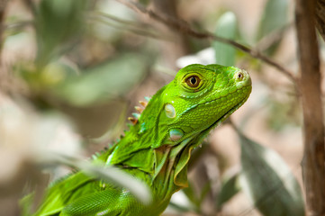 Headshot of a Baby Green Iguana