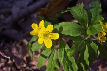 a few yellow-flowered buttercup closeup