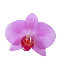 Fototapeta na wymiar flower of pink orchid isolated