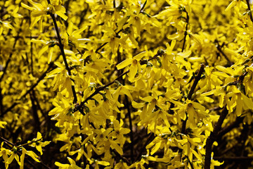 Spring forsythia bush with yellow flowers closeup