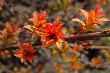 branch with striking orange blossoming leaves closeup