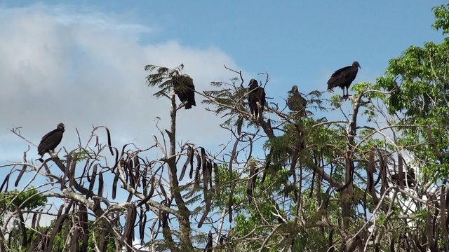 
American Black Vultures on a tree in Everglades NP. Florida,