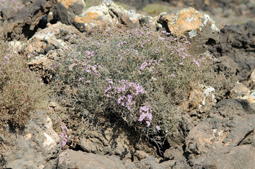 Statice tuberculée (Limonium tuberculatum) sur l'îlot de Lobos