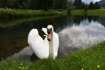 cigno cigni lago laghi stagno 