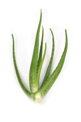 Green Aloe on white background