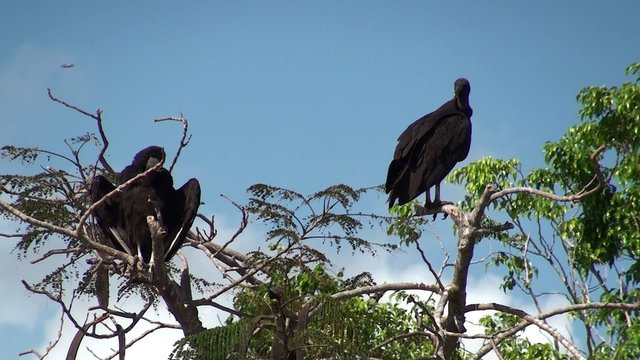 
American Black Vultures on a tree in Everglades NP. Florida,