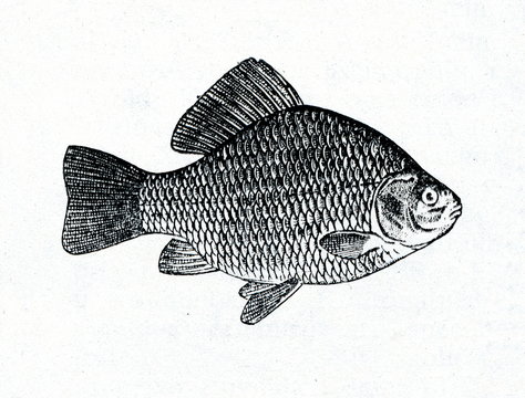 recommend clip art: Crucian carp (Carassius carassius)