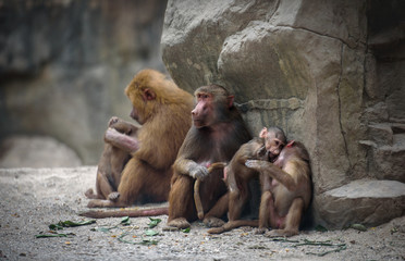 Family of Hamadryas baboon monkeys