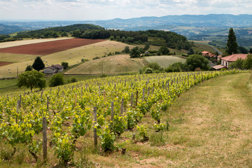 Vignes dans le Beaujolais , Pays des Pierres Dorées , Vallée d ' Azergues