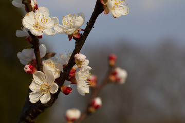 Apricot buds.