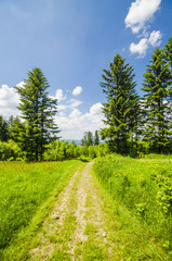 Country road on meadow