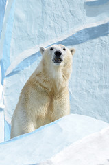 Полярный медведь.