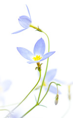 Fototapeta na wymiar Houstonia caerulea 'Milliard's Variety' - little blue flower close up (macro) with artistic blurred background.