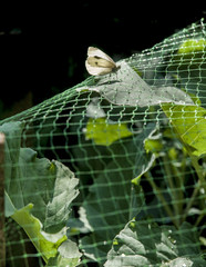 Crop Protection