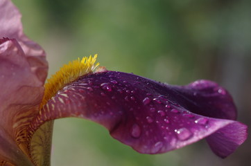 close up of iris flower with water drops