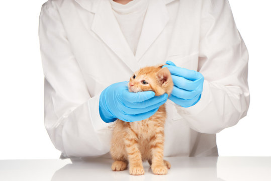 Veterinarian checks ears to a small ginger kitten