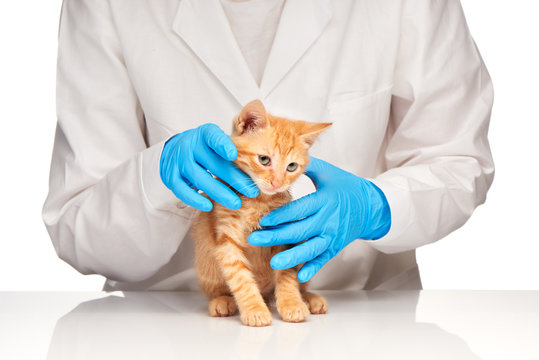 Veterinarian doctor is making check up of cute kitten