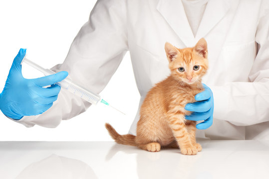 The veterinarian makes an injection to a cat with syringe