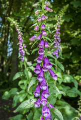 Obraz premium Foxgloves