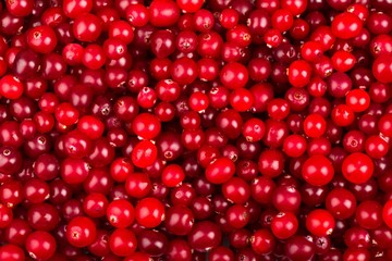 Cranberry, Fruit, Backgrounds.