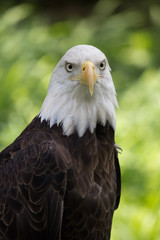 American Eagle Portrait - Brown and White American Eagle with a Yellow Beak and Yellow and Black Piercing Eyes