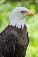 American Eagle Portrait - Brown and White American Eagle with a Yellow Beak and Yellow and Black Piercing Eyes