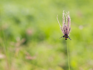 Alone insect on flower grass.