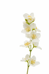 Naklejka na ściany i meble jasmine flower