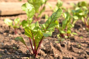 Garden plant