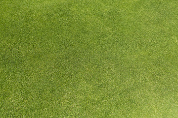 Green short grass of a golf green background - 84964876