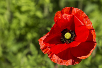 Close up of a poppy flower on a bright sunny day