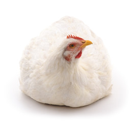 White hen.