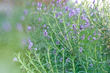 Rosemary and lavender as background in my garden