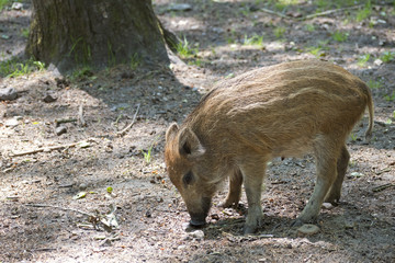 wild boar piglet