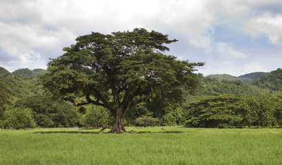Fototapeta na wymiar Jamaica. Tropical nature