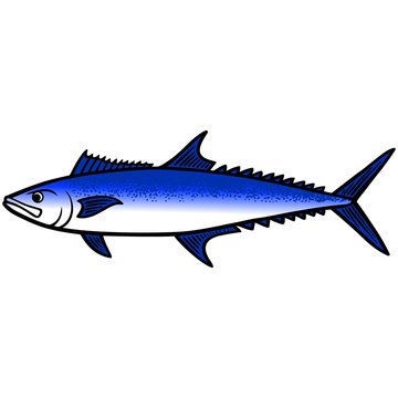 King Mackerel Fish