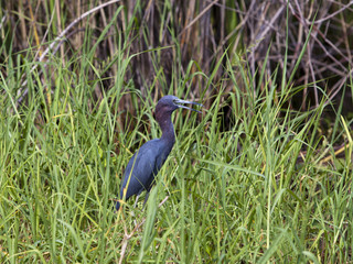 Gray heron