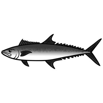 King Mackerel Fish illustration