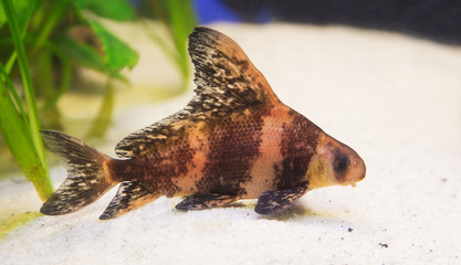 Fish lying on the sand in the aquarium