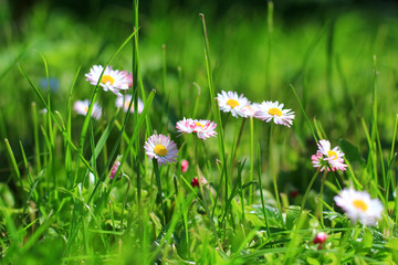 little white daisies in the grass field