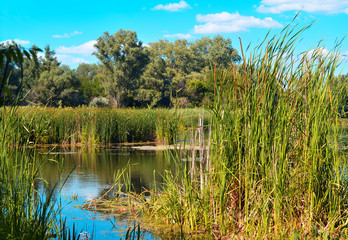 Summer landscape with reeds and forest on the lake against the blue sky