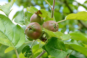 Closeup of a bunch of unripe apples on a tree branch