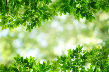 Fototapeta na wymiar natural green leaf with bokeh for background