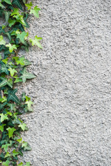 Roughly plastered gray wall with climbing ivy (Hedera helix) on it. Background.