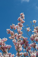 Pink white magnolia blossom over blue sky. Vertical