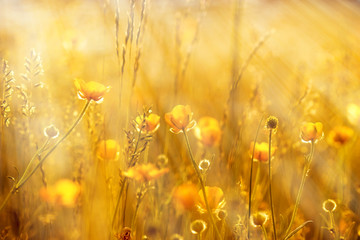 Yellow flowers lit by sun rays