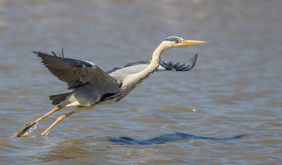 The jump of Grey heron (ardea cinerea)