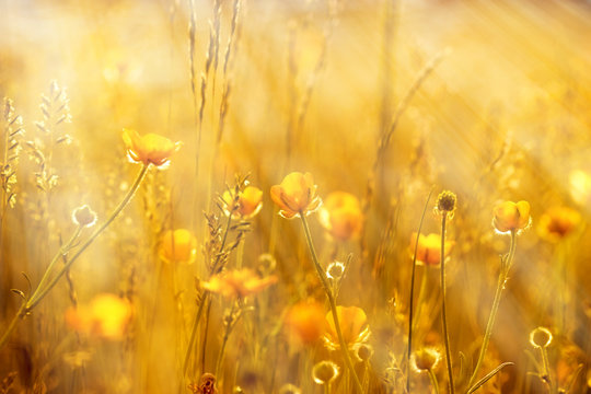Fototapeta Yellow flowers lit by sun rays