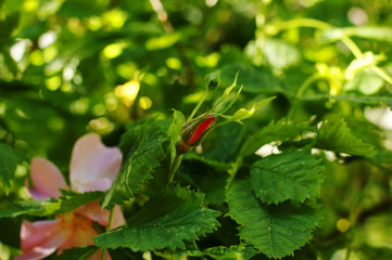 blooming  wild rose