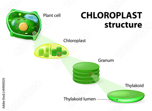 "chloroplast structure" Imágenes de archivo y vectores libres de